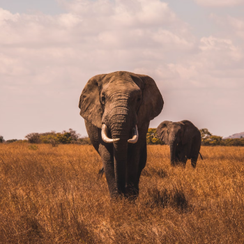 elephants for peace